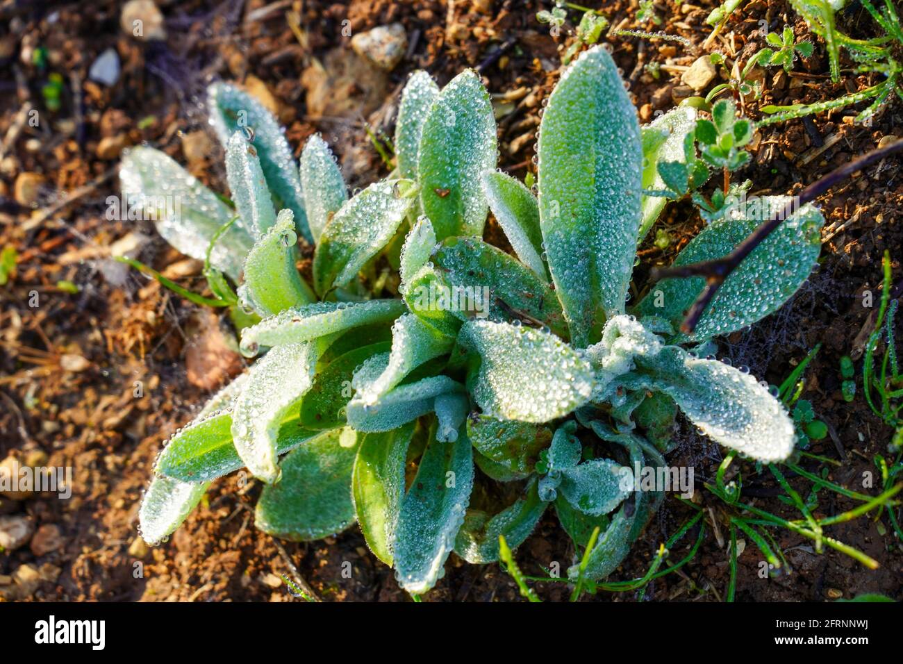 wild sage. Three-Lobed Sage, Salvia fruticosa photographed at Sataf, Israel Stock Photo