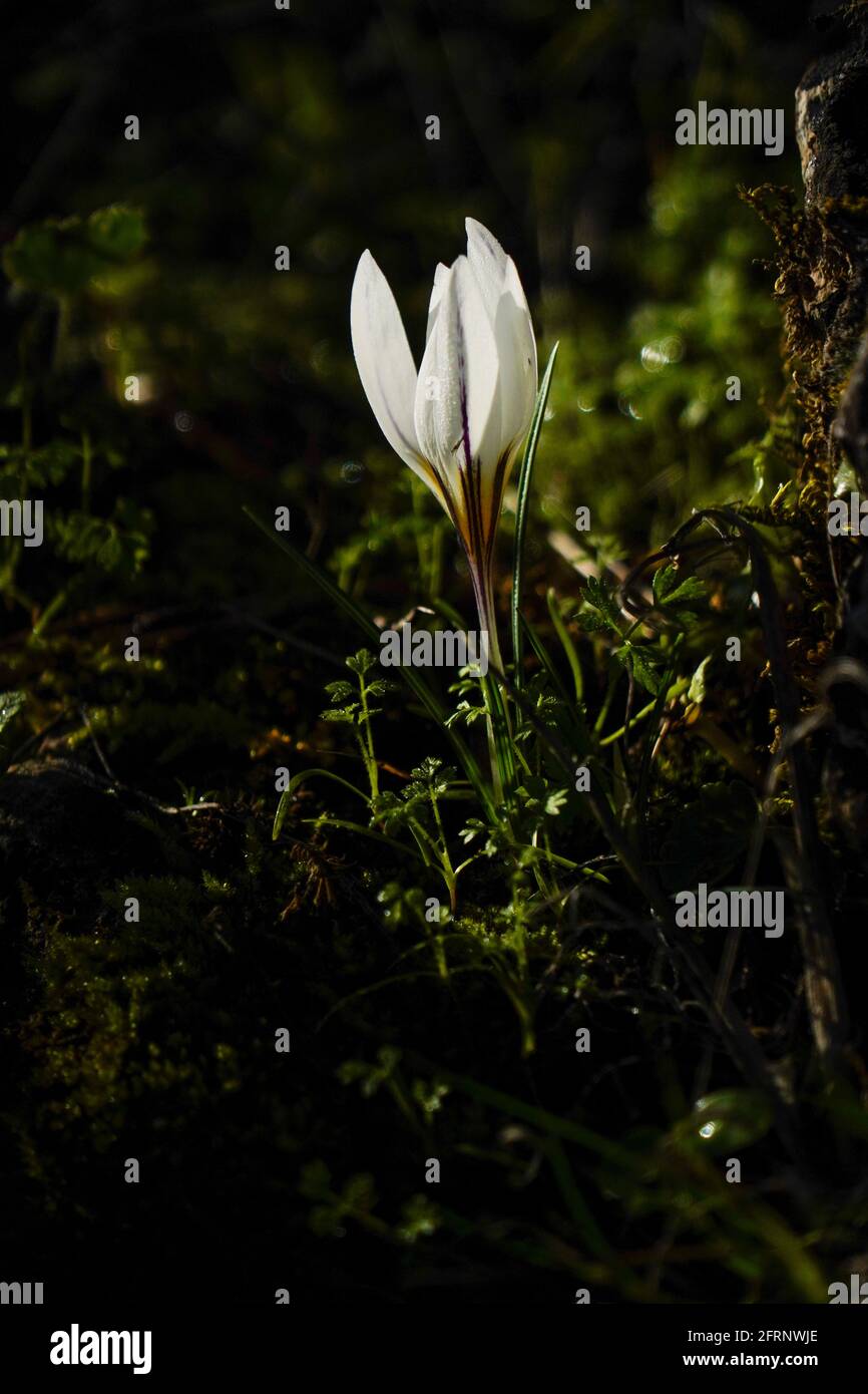 Crocus aleppicus is a species of flowering plant in the genus Crocus of the family Iridaceae, that is found from West Syria to Jordan. Photographed in Stock Photo