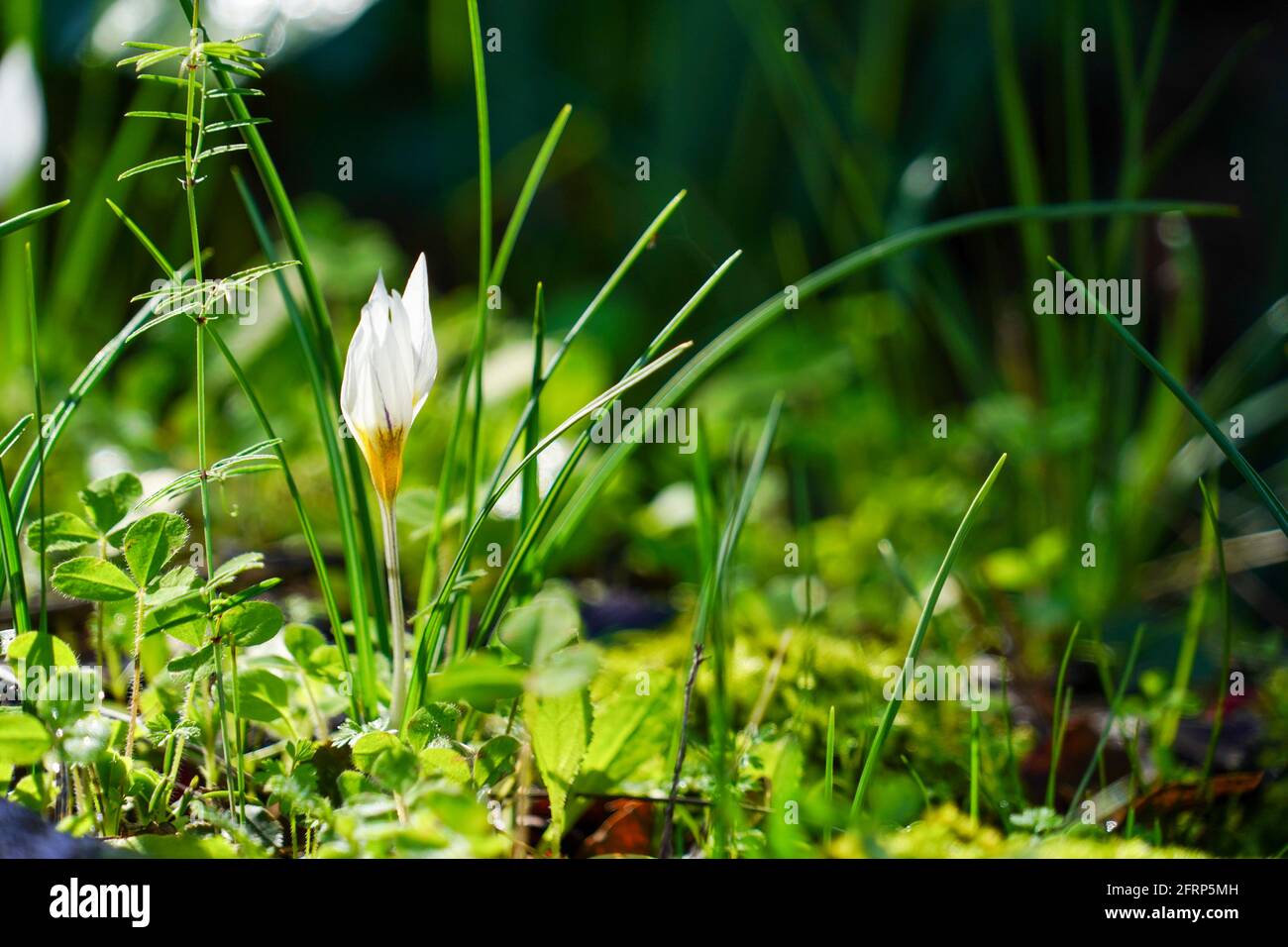 Crocus aleppicus is a species of flowering plant in the genus Crocus of the family Iridaceae, that is found from West Syria to Jordan. Photographed in Stock Photo