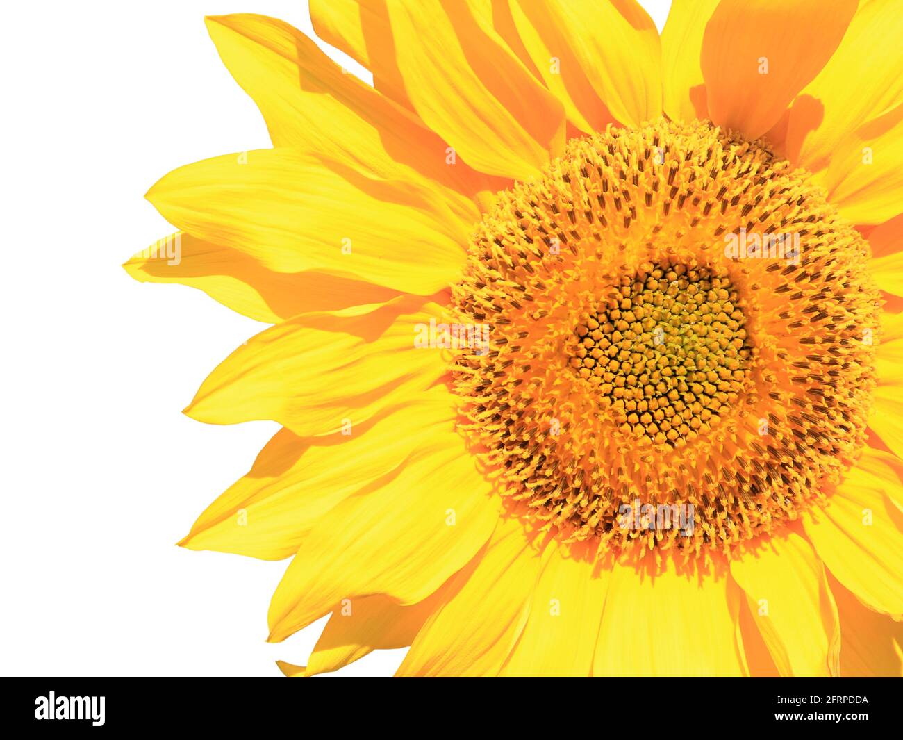 Sunflower isolated on a white background Stock Photo - Alamy