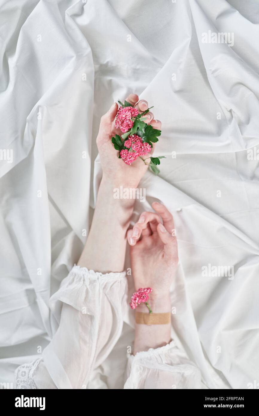Beautiful Spring Aesthetics Concept Girls Hands Holding Small Pink Daisy Flowers With White Cloth Background Top View With Copy Space Soft Creative Floral Greeting Card High Quality Vertical Photo Stock Photo