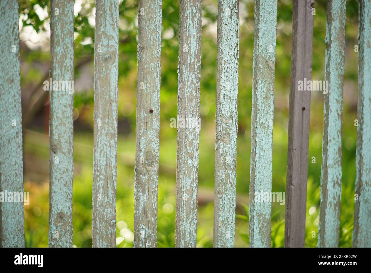 Old picket fence with blue shabby paint in spring garden Stock Photo