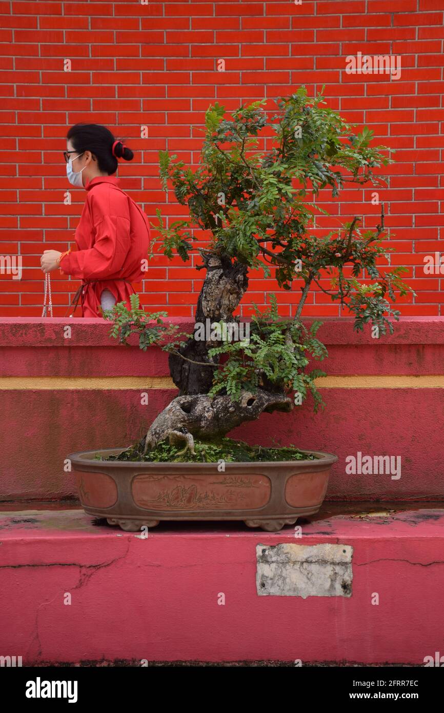 Bonsai against a red brick wall inside Ten thousand Buddhas Monastery in  Sha Tin area, Hong Kong Stock Photo - Alamy