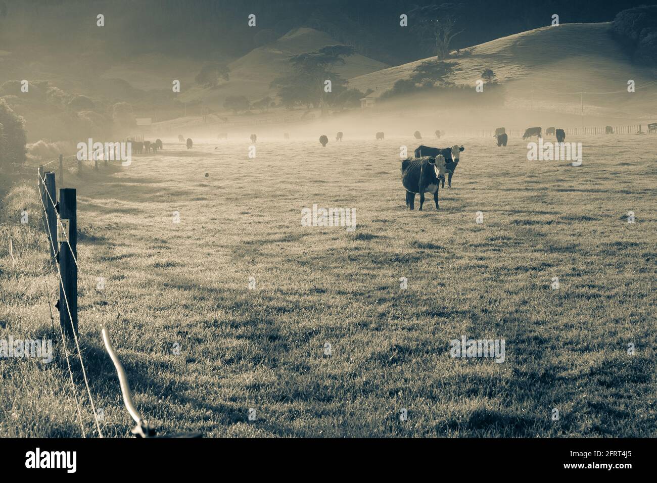 Field path morning fog sunrise hi-res stock photography and images - Alamy