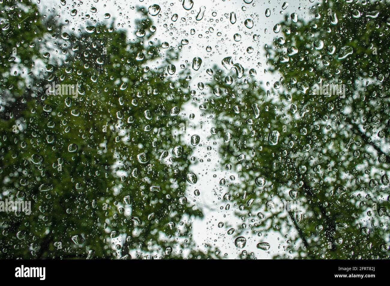 Rain droplets on a window in the forest Stock Photo