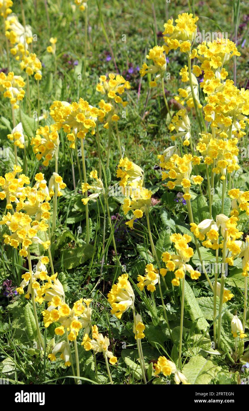 Wild cowslips bloom  amongst grasses in Springtime Stock Photo