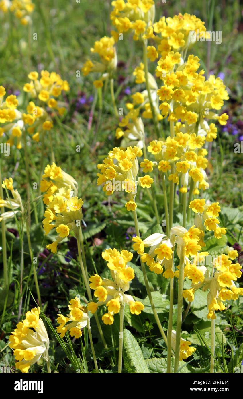 Wild cowslips bloom  amongst grasses in Springtime Stock Photo