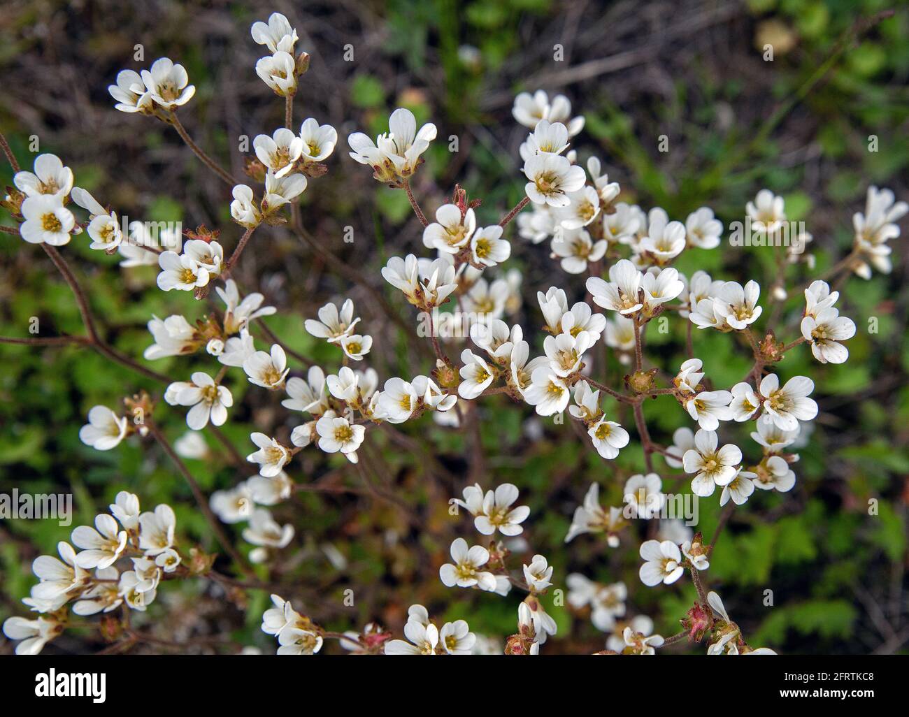 White Meadow saxifrage flowers in maj Stock Photo
