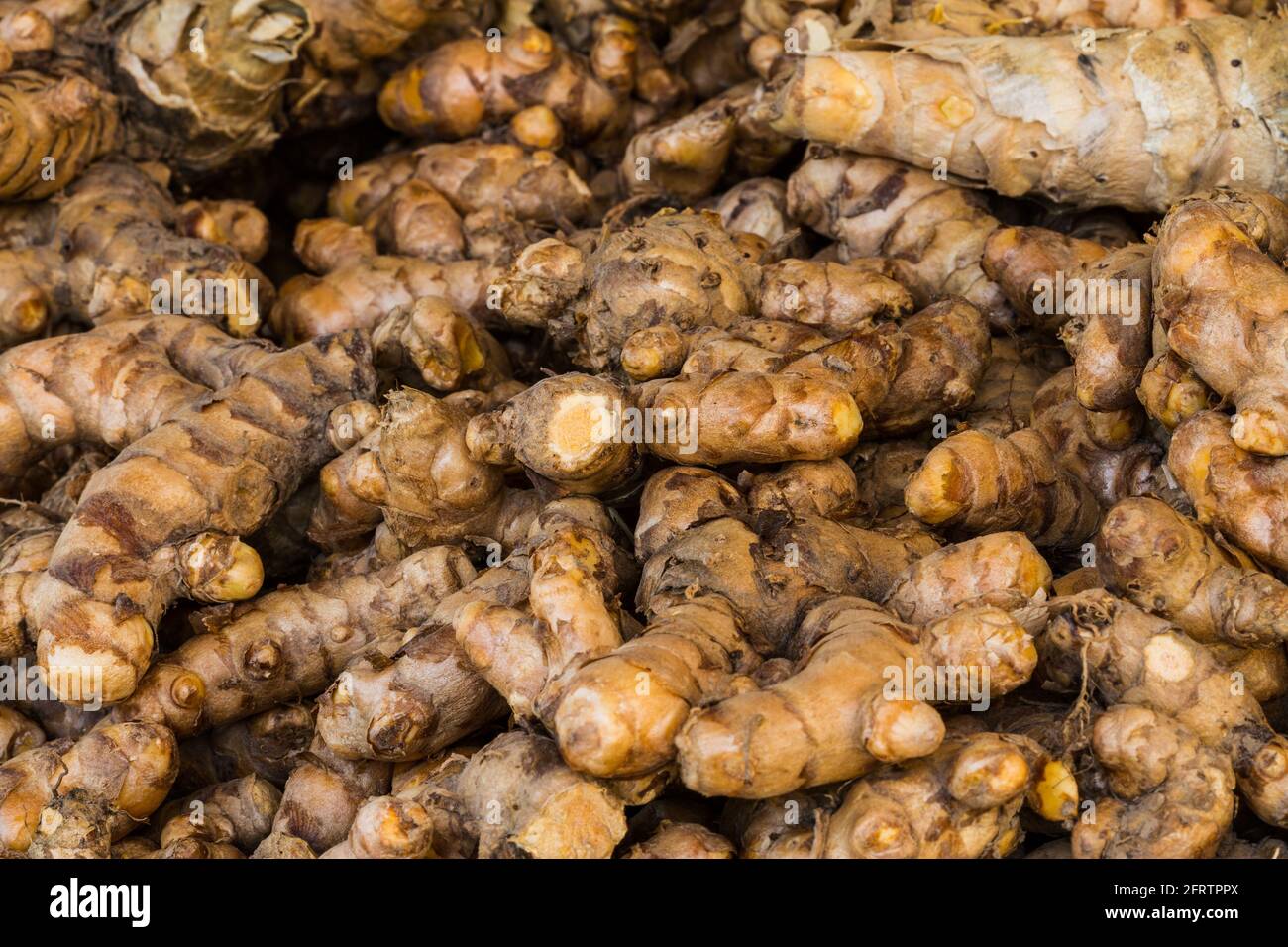 Close up fresh turmeric root (Yellow Root Zedoary, Curcuma longa Linn