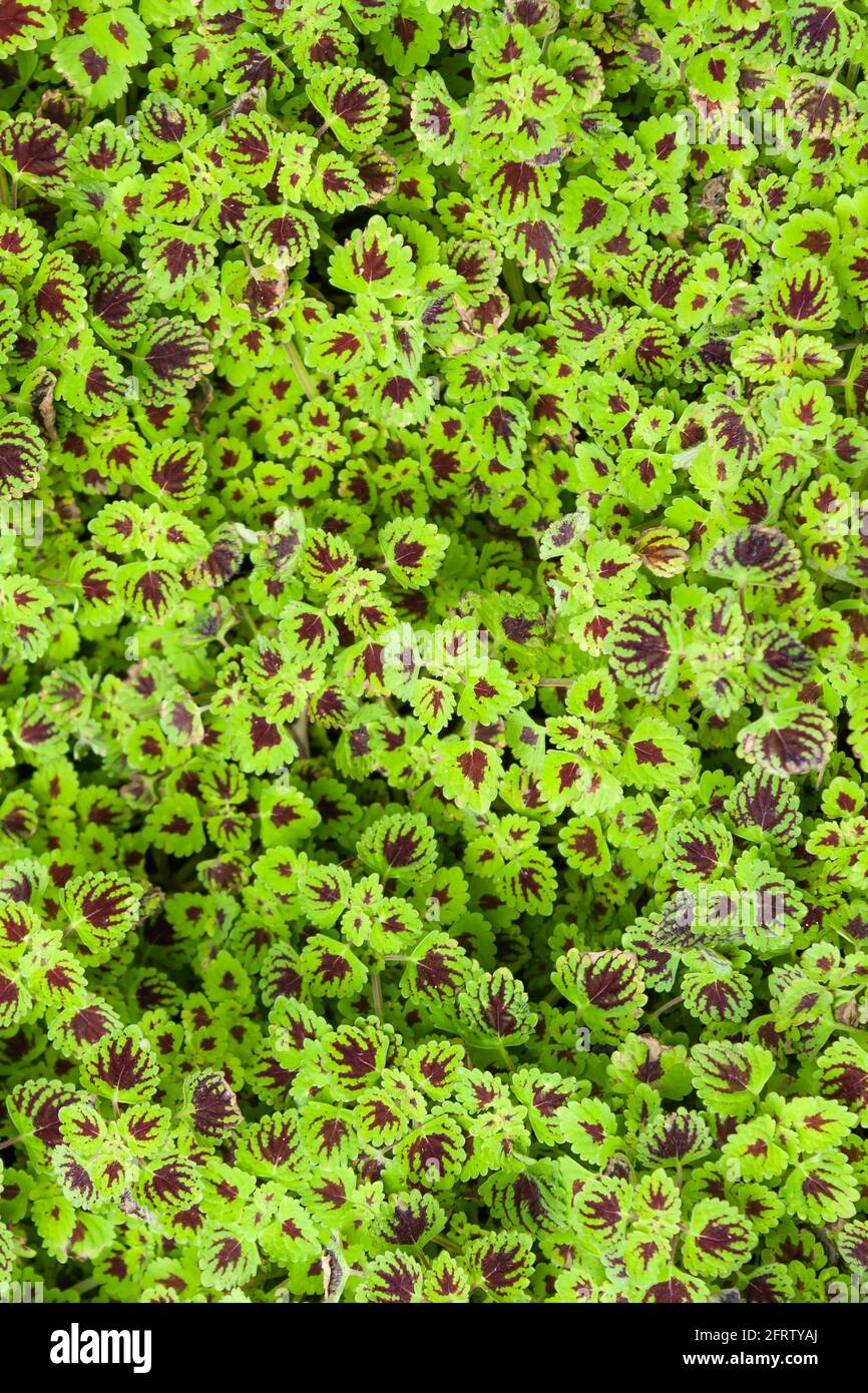 Coleus plants for fresh green or tropical view background ideas Stock Photo