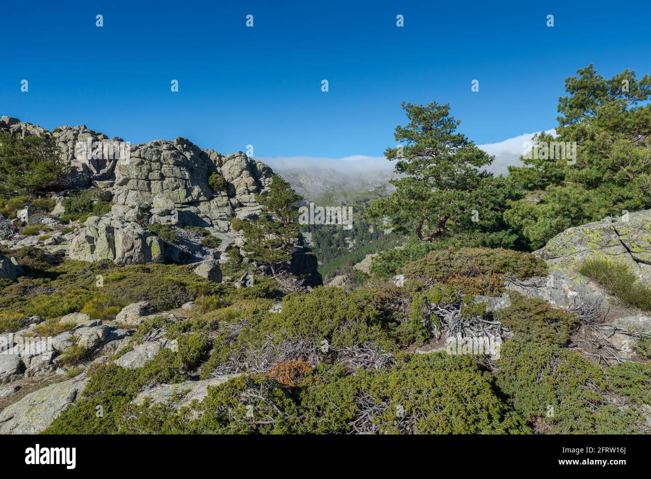 Highmountain scrublands in Guadarrama Mountains National Park