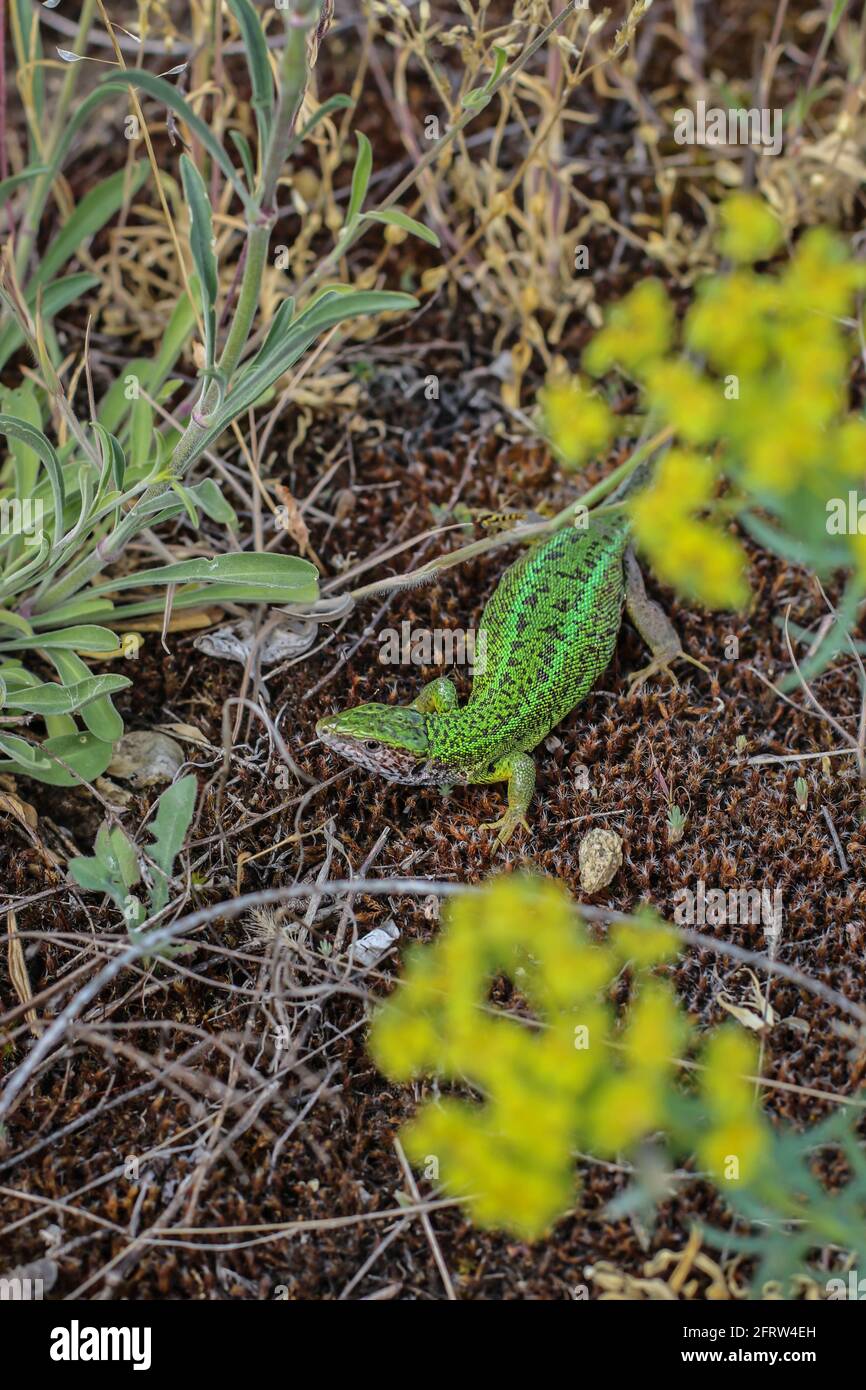 single-female-of-the-european-green-lizard-latin-name-lacerta-viridisi