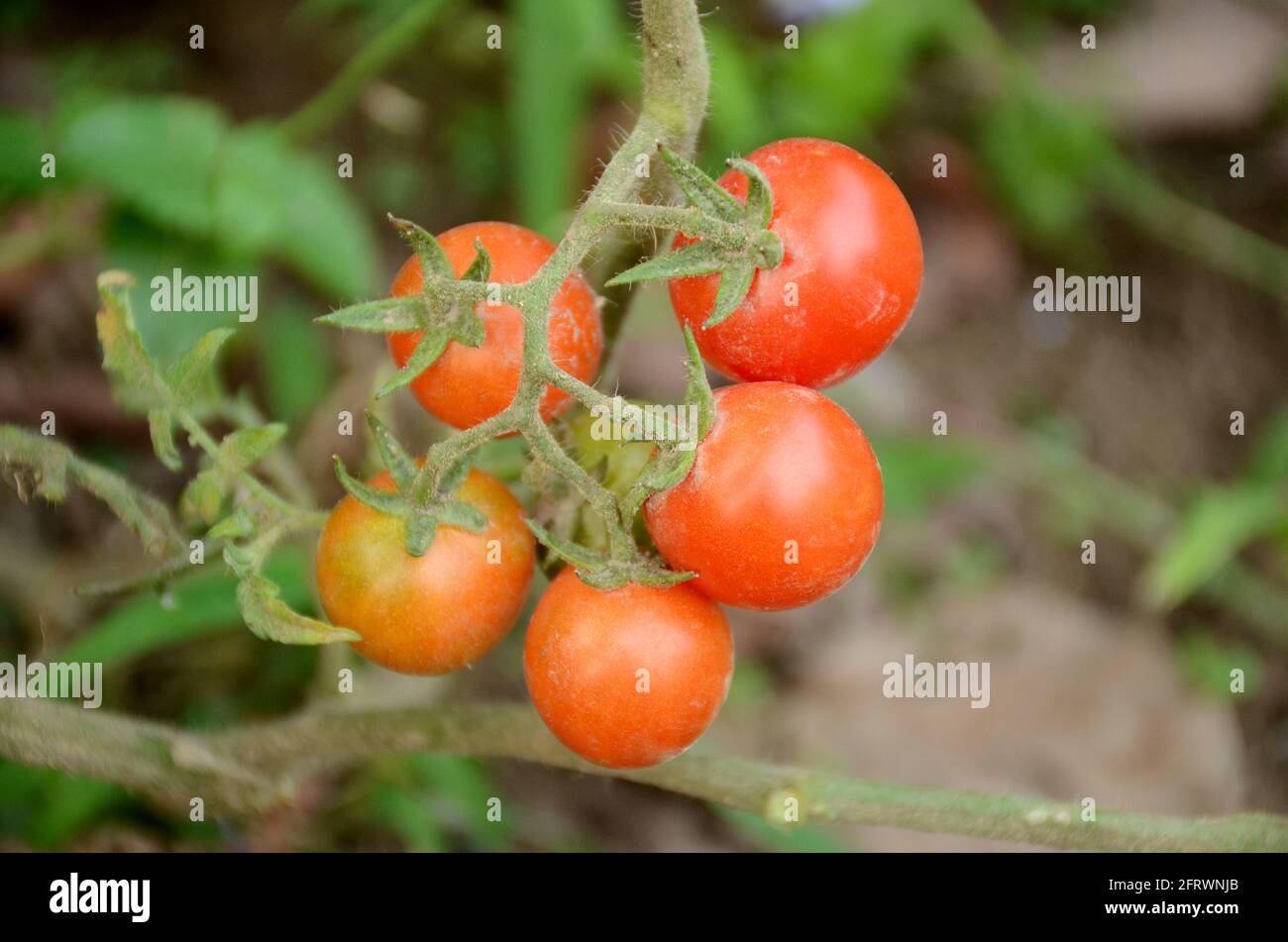 bunch the red ripe tomato growing with plant in the garden Stock Photo ...