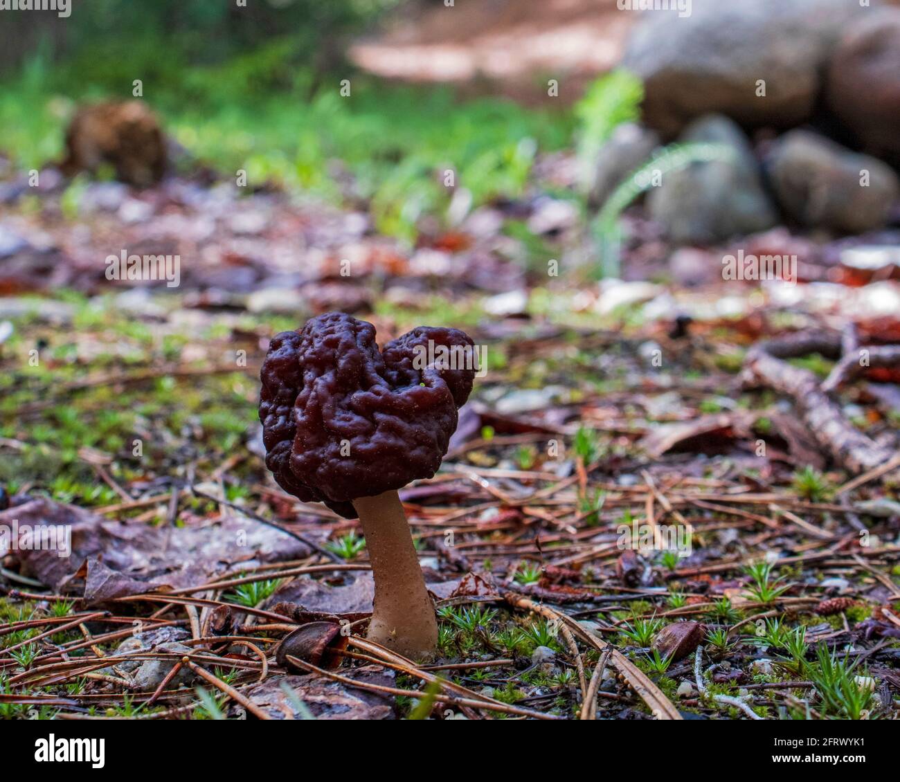 Wild mushroom growing on the forest floor in the spring Stock Photo