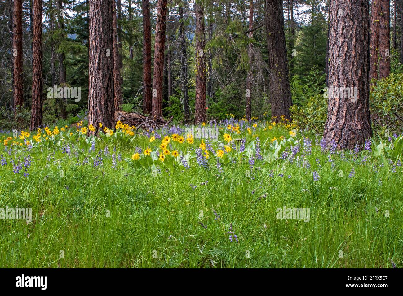Forest meadow with blooming wild flowers surrounded by giant ponderosa