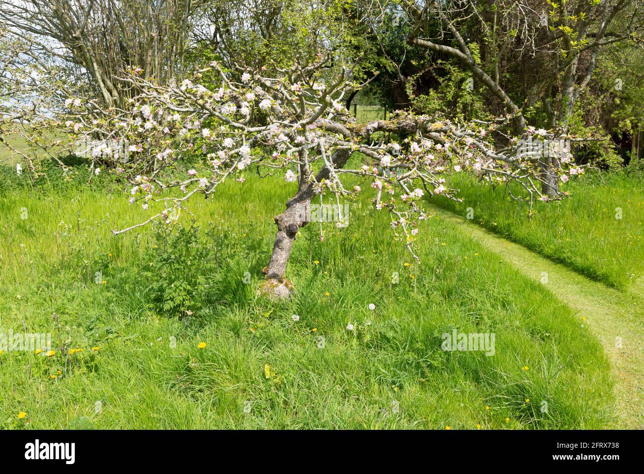 Blossom on small apple tree in private garden, Wiltshire, England, UK Stock Photo