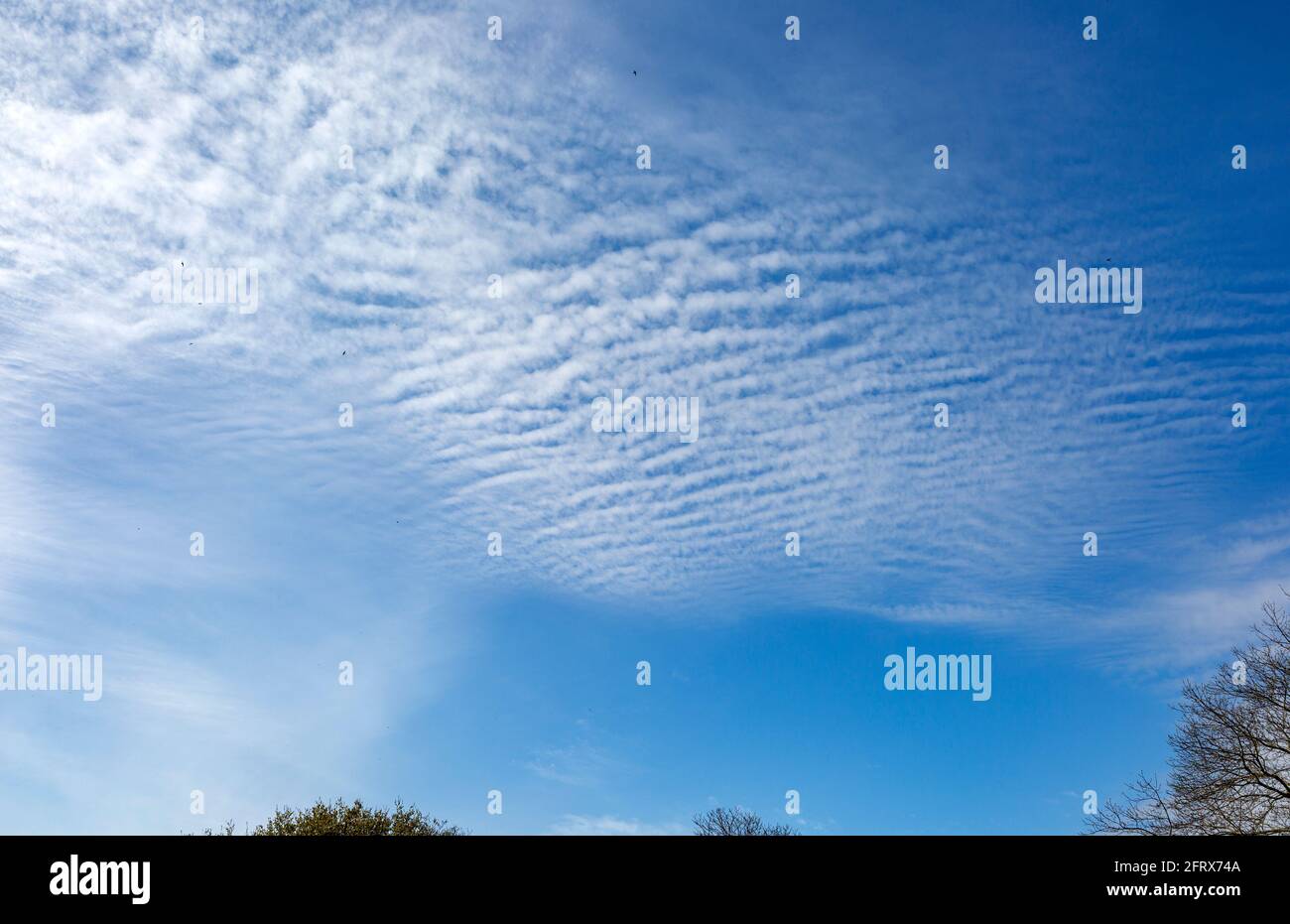 Mackerel Sky cloud formation, Suffolk, England, UK cirrocumulus or altocumulus clouds Stock Photo
