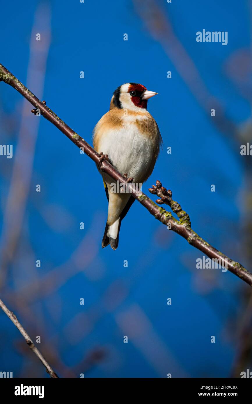 Goldfinch perched on twig against blue sky Stock Photo