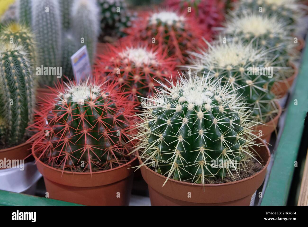 Various green and red cactus plants with spikes in small pots in garden shop. Cactus sold in ...
