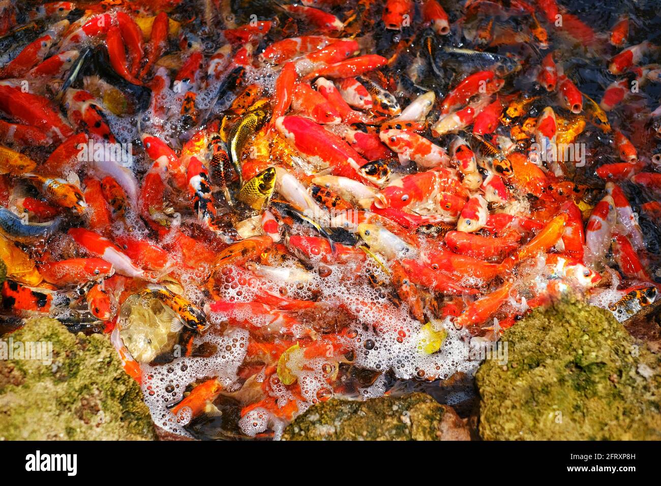 A group of colorful Japanese carp or koi fish on the edge of  pond, swimming tightly together, fighting for food pellets in a frenzy, splashing water. Stock Photo