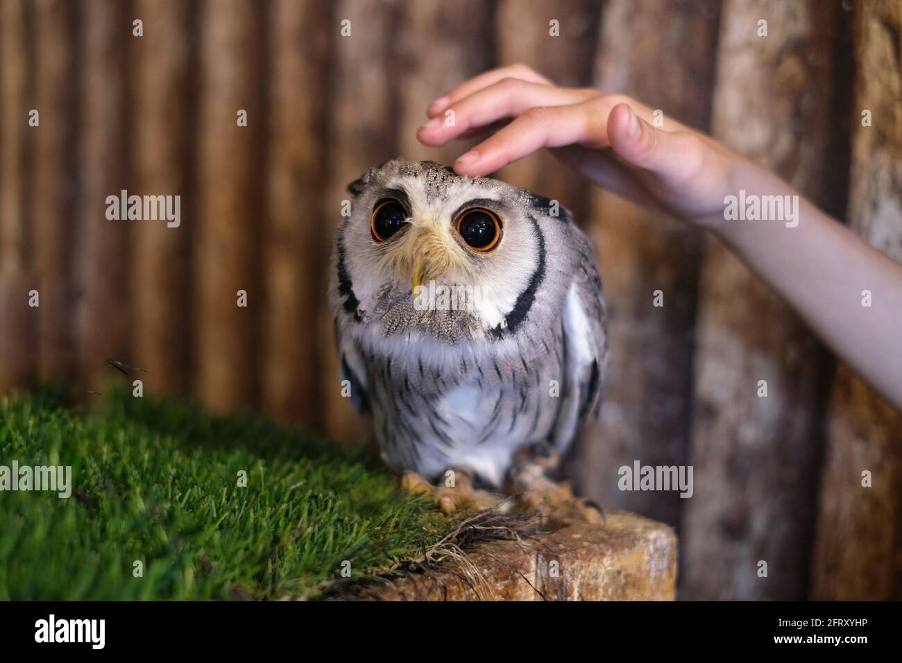Cute pet hot sale owl