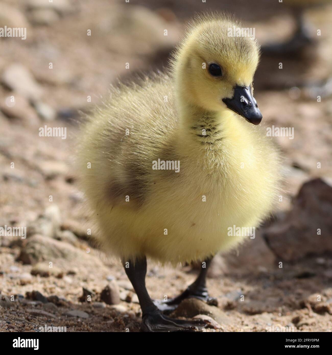 Gosling at Hollingworth Lake Stock Photo