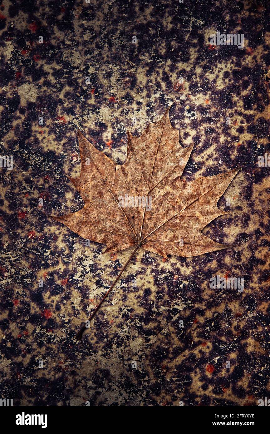 brown fallen maple leaf Stock Photo