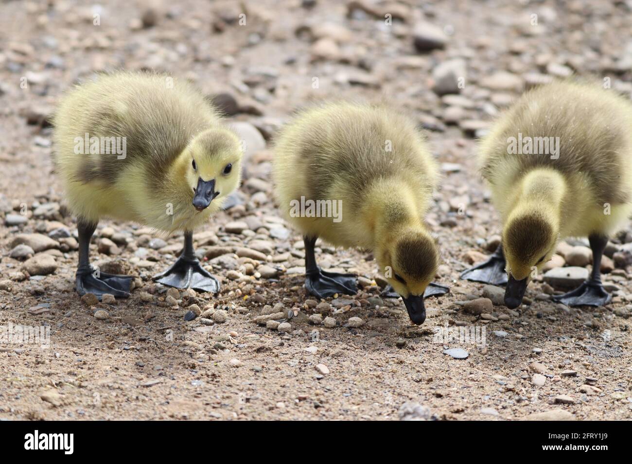 Goslings at Hollingworth Lake Stock Photo