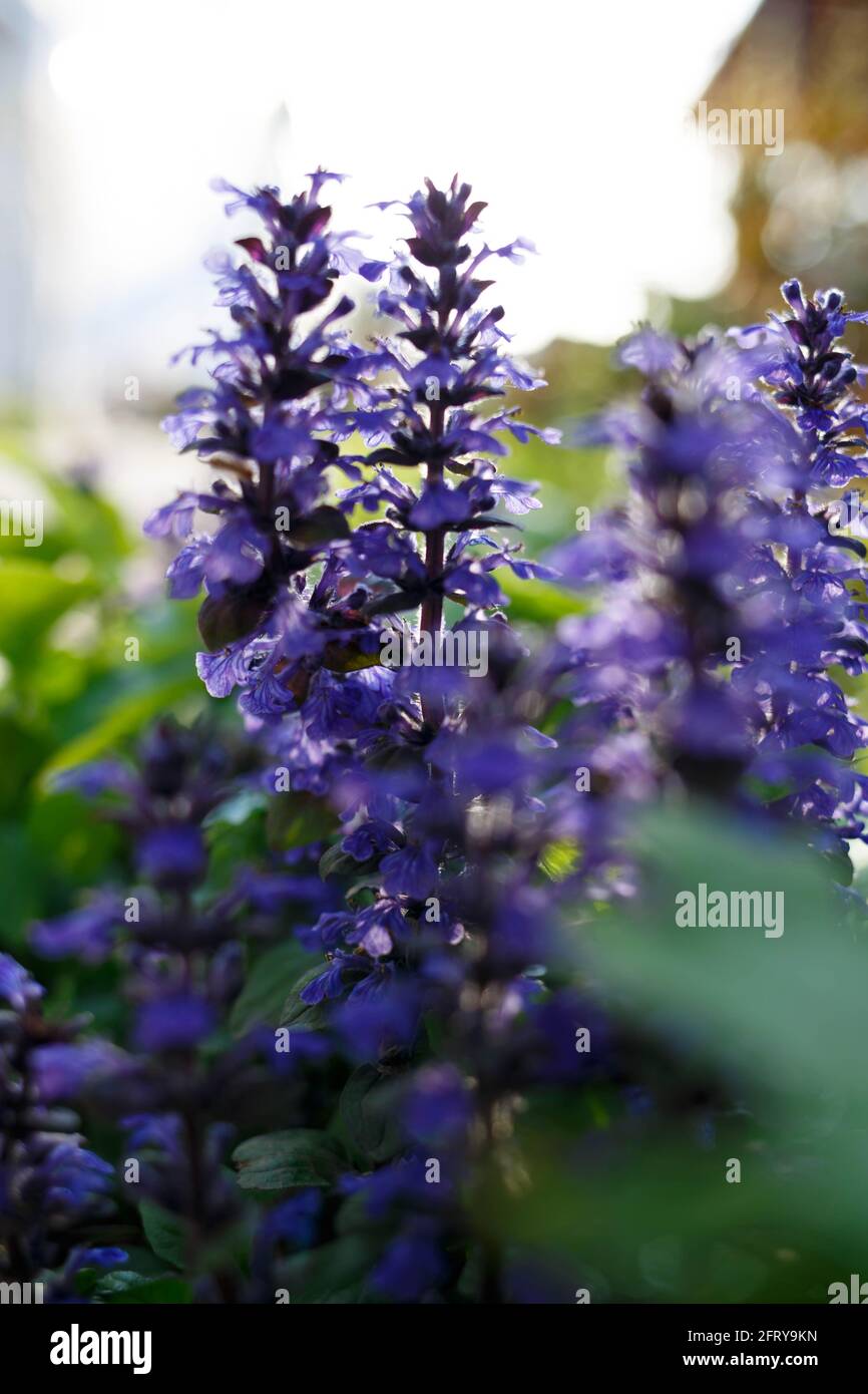 beautiful spring blue flowers in the rays of the setting sun Stock ...
