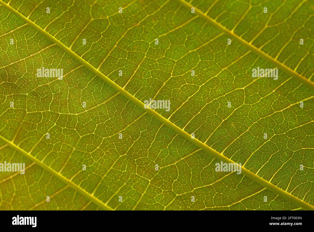 Beautiful leaf veins of Jabon plant (Anthocephalus macrophyllus), one of a pioneer indigenous fast growing species in Indonesia Stock Photo