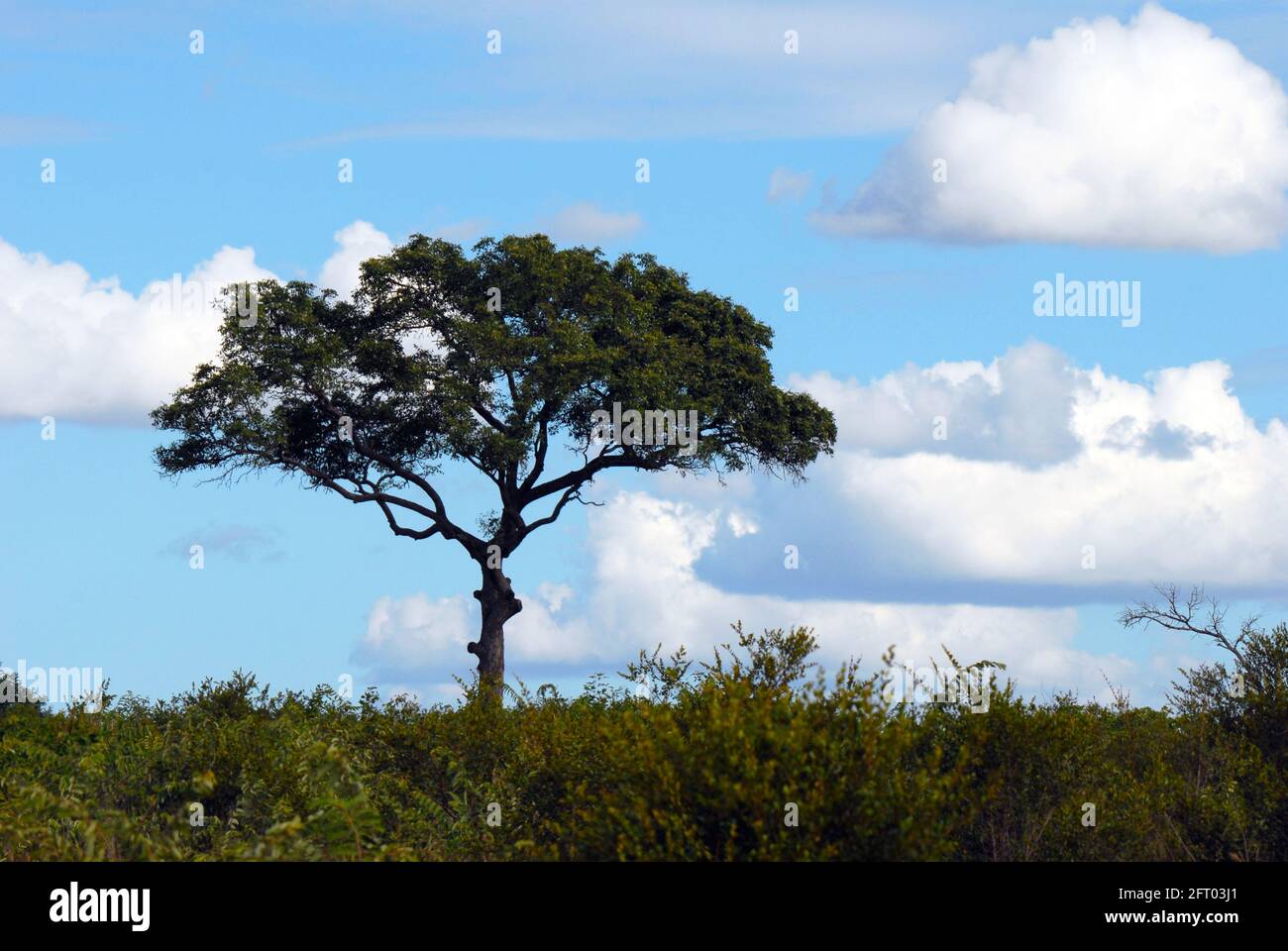 Lone tree stands sentinel on the Savanna Stock Photo