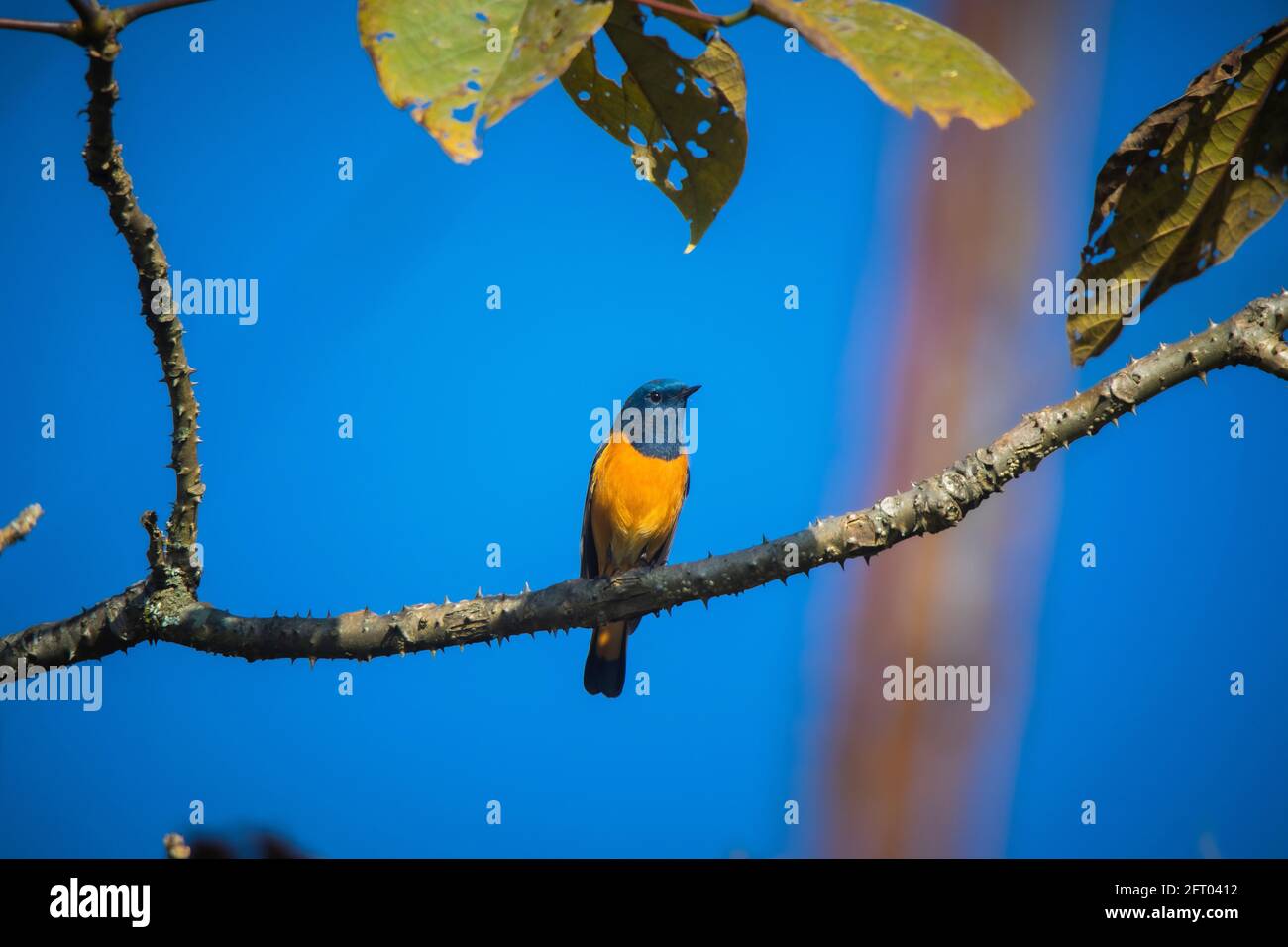 Blue-fronted Redstart, Phoenicurus frontalis, Pangolekha Wildlife Sanctuary, Sikkim, India Stock Photo