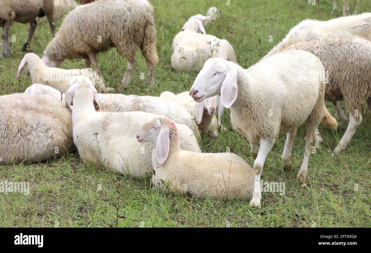 flock with so many white sheep with lambs grazing Stock Photo - Alamy