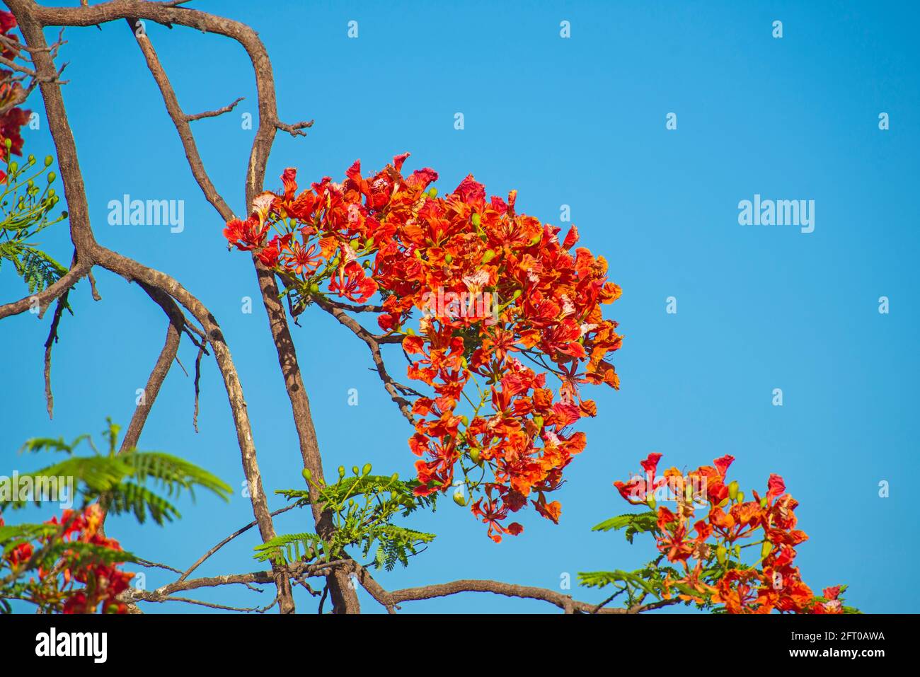 Close-up detail of a orange carob tree ceratonia siliqua flower petals and in garden against blue sky background Stock Photo