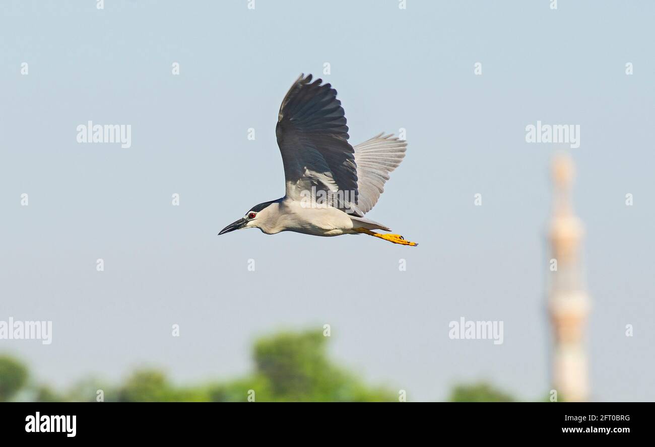 Black-crowned night heron nycticorax nycticorax in flight against blue sky background with minaret tower Stock Photo