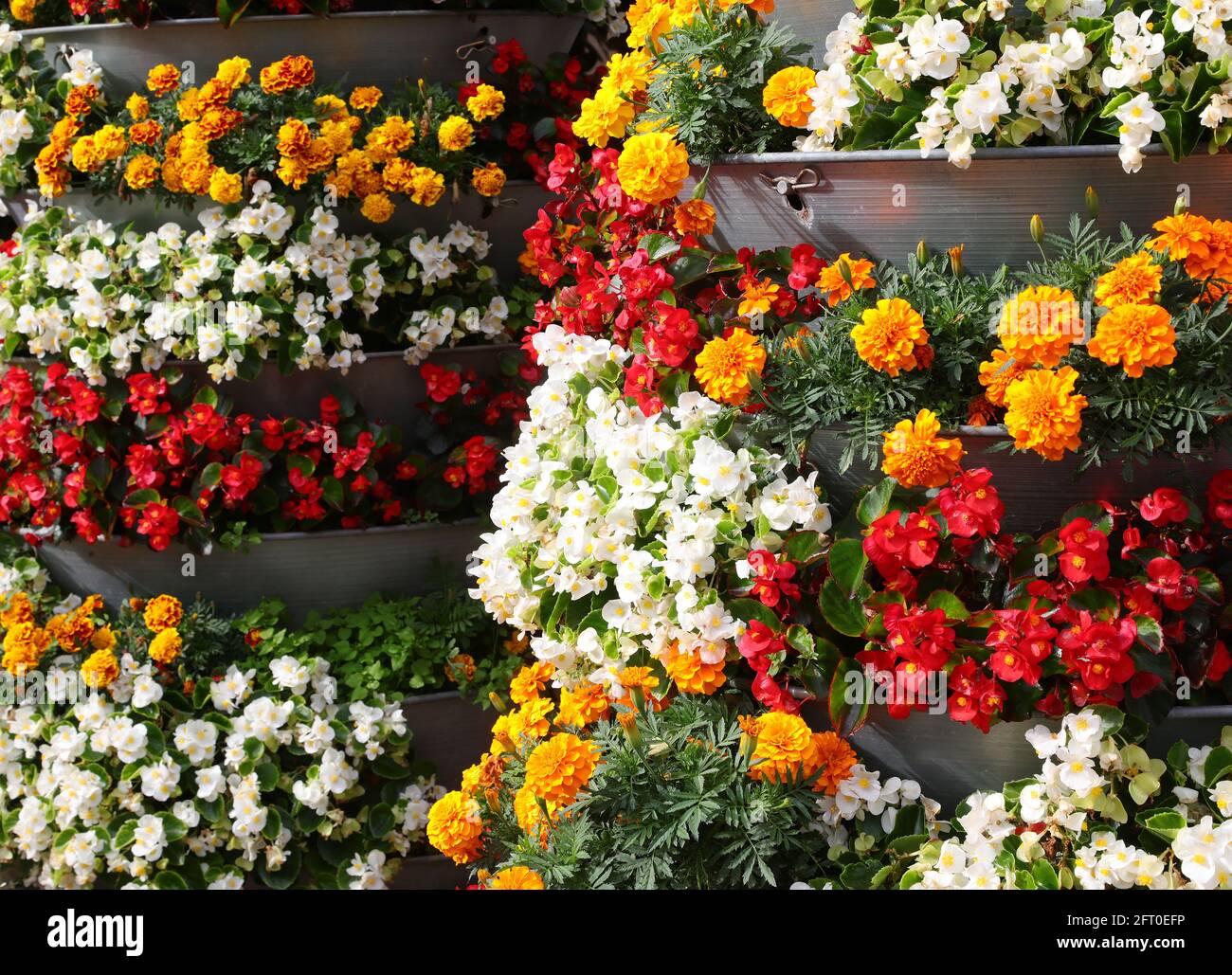 decorative flower beds of street furniture with begonias and chrysanthemums flowers to beautify the city Stock Photo