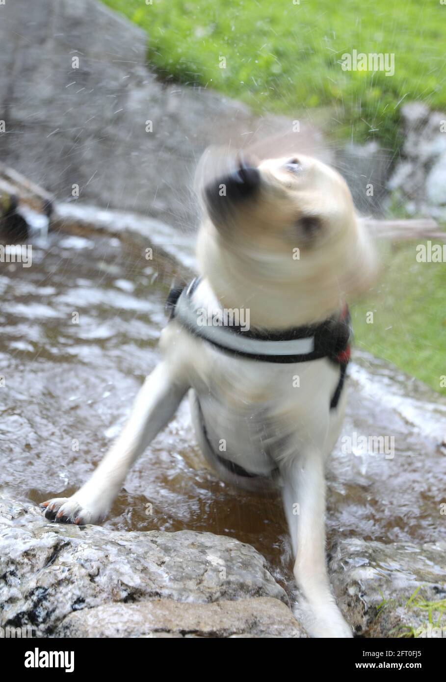 purebred labrador retriever dog drying himself by shaking his head