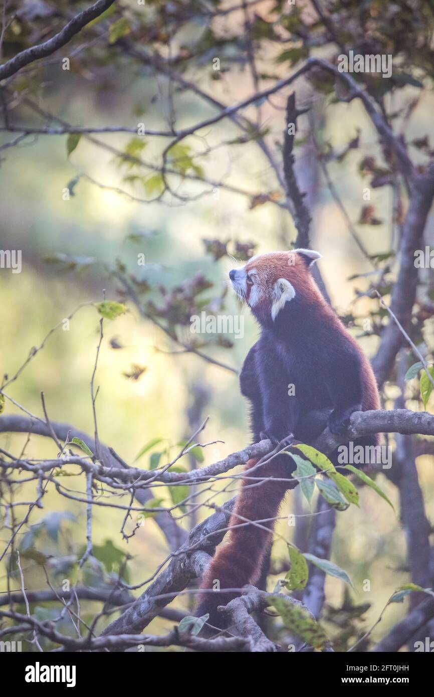 Red panda, Ailurus fulgens, Sikkim- India Stock Photo - Alamy