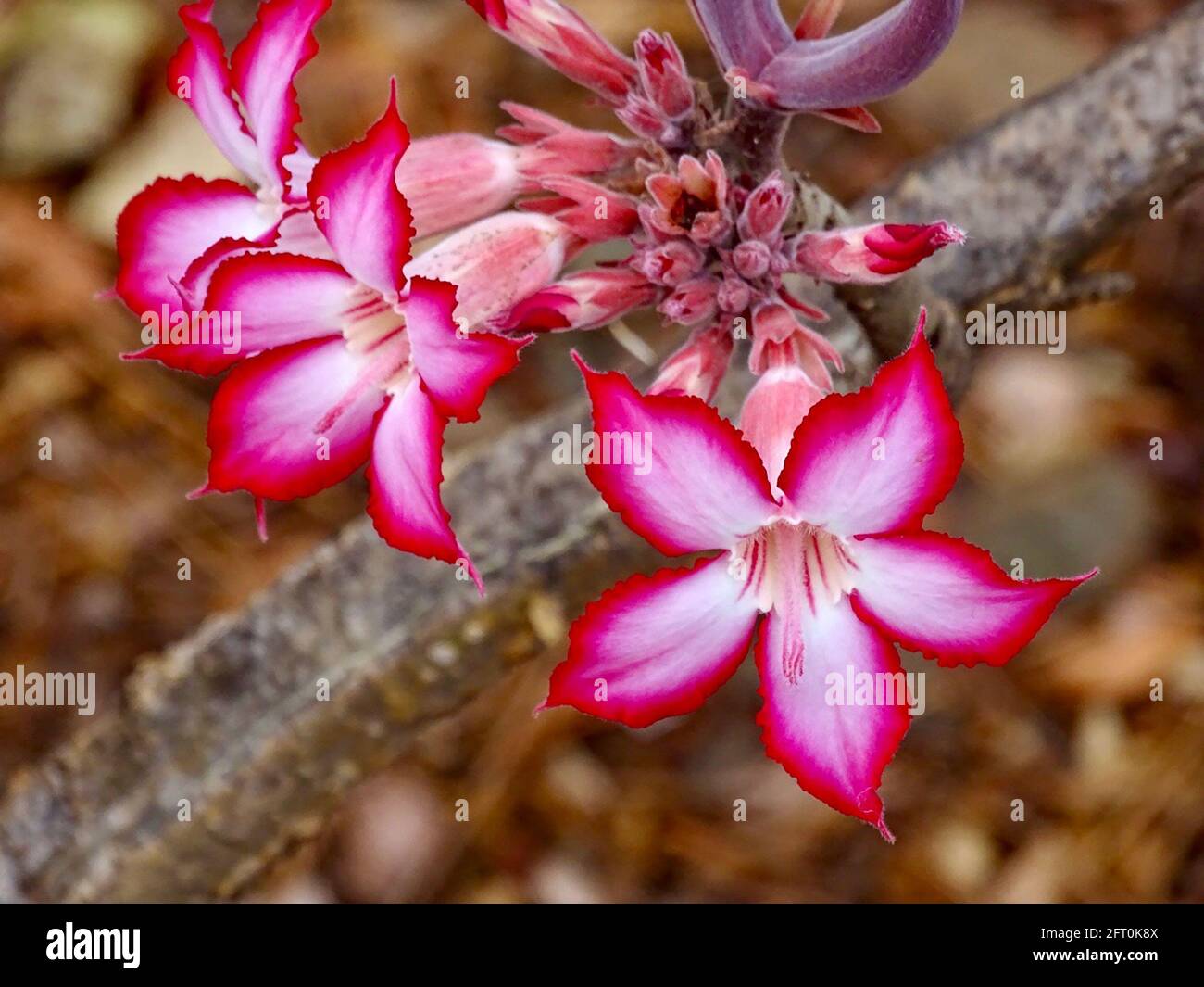 Impala lily in bloom Stock Photo