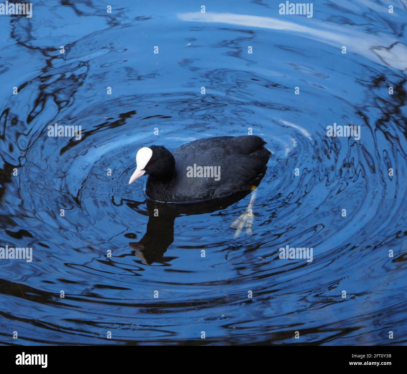 Coot swimming on a village pond Stock Photo