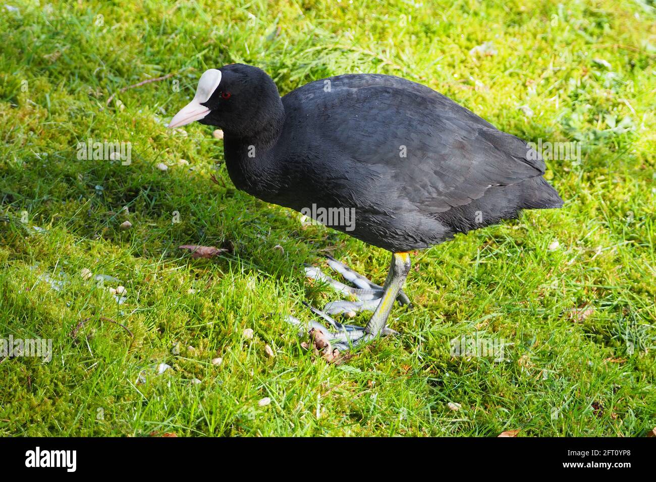 Coot strolling along the Lawn Stock Photo