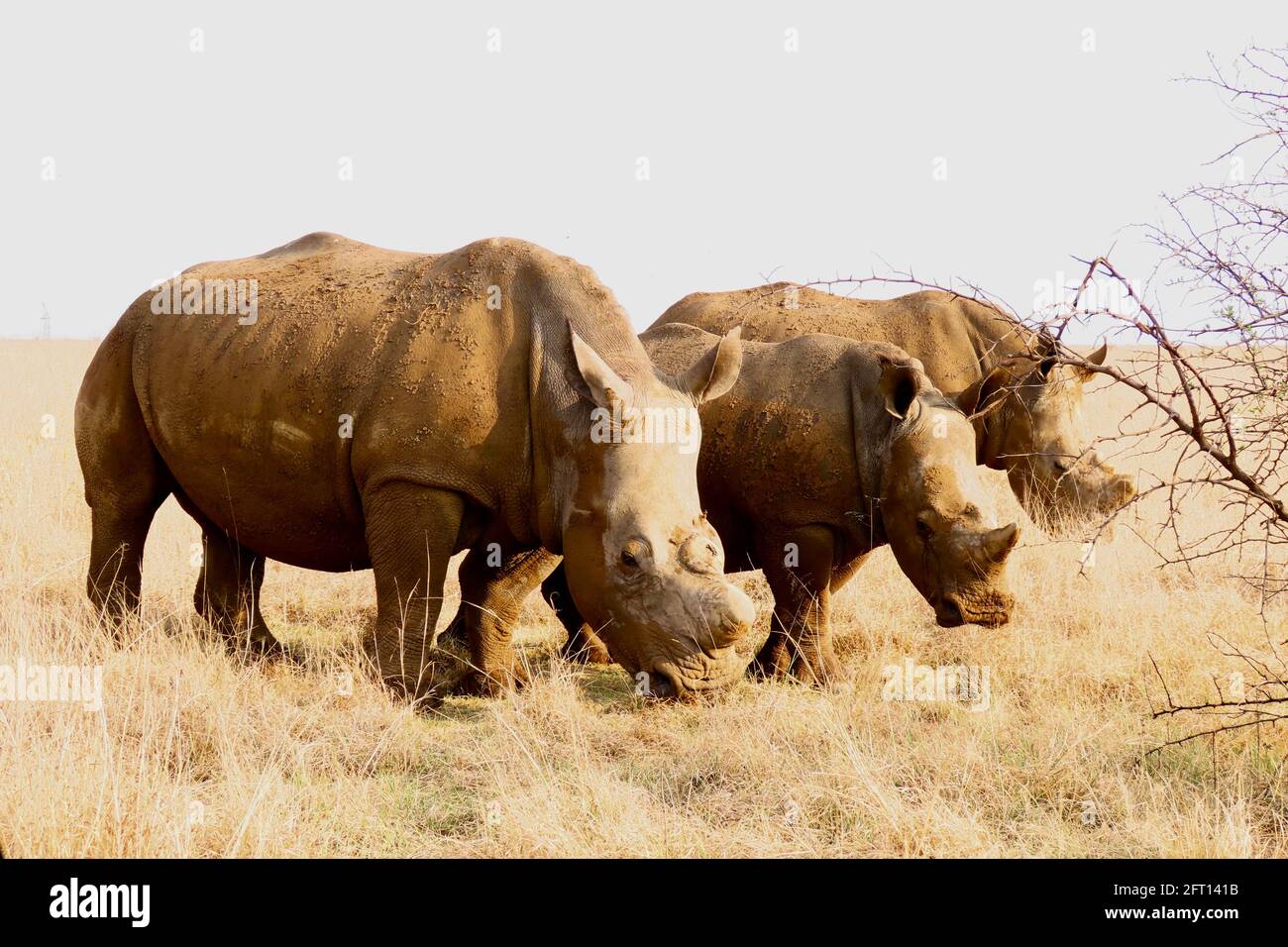 De-horned White Rhino family graze as peace Stock Photo