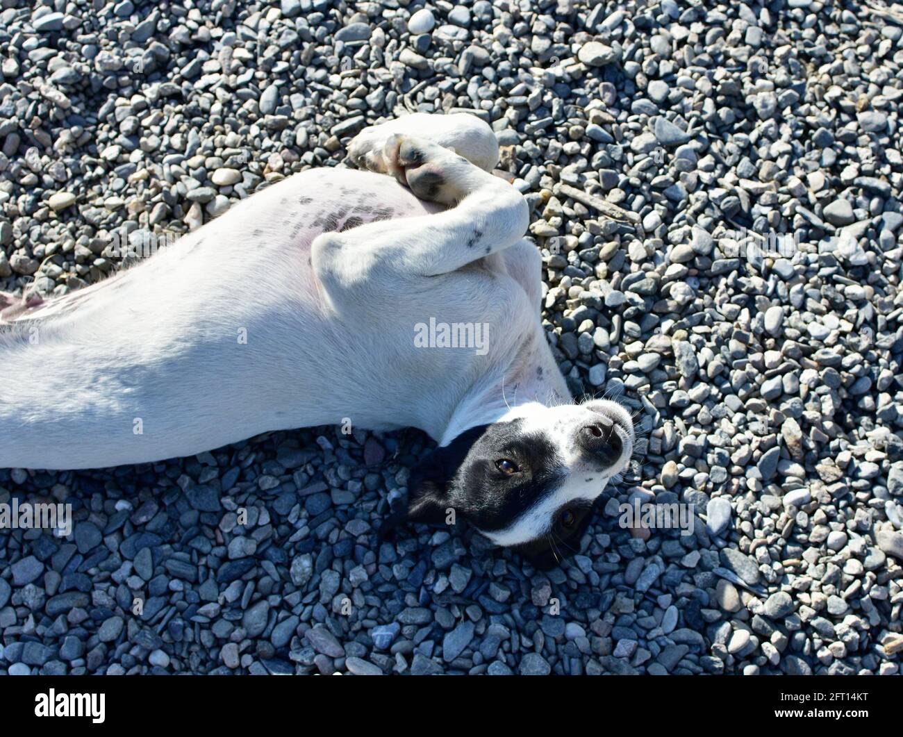 Overhead shot of a white and black dog lying on the ground on a sunny ...