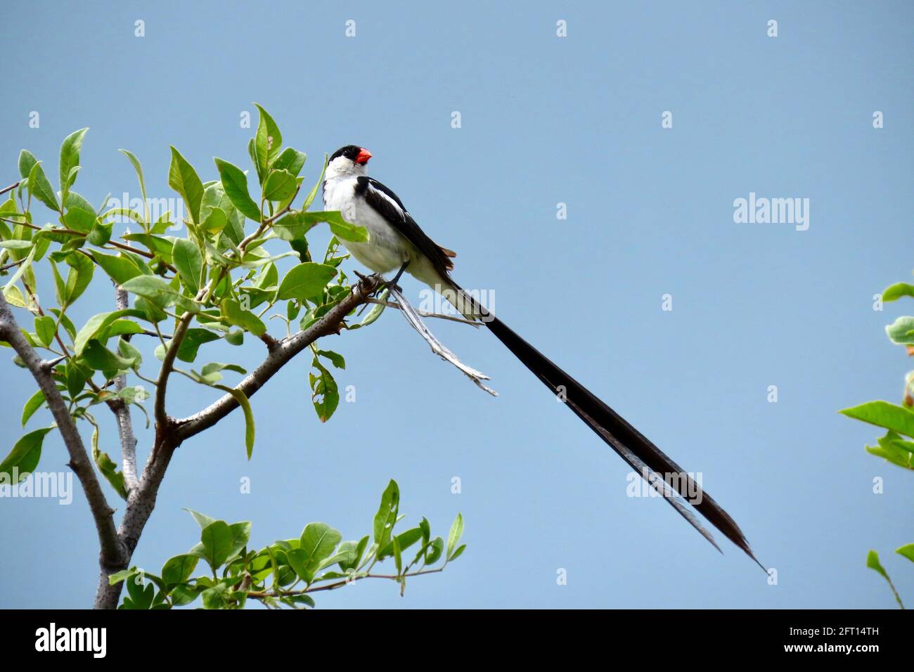 Male pin-tailed Whydah displays his magnificent long tail Stock Photo