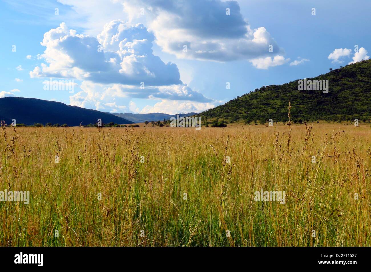 Sunlit clouds build over golden grassland Stock Photo - Alamy