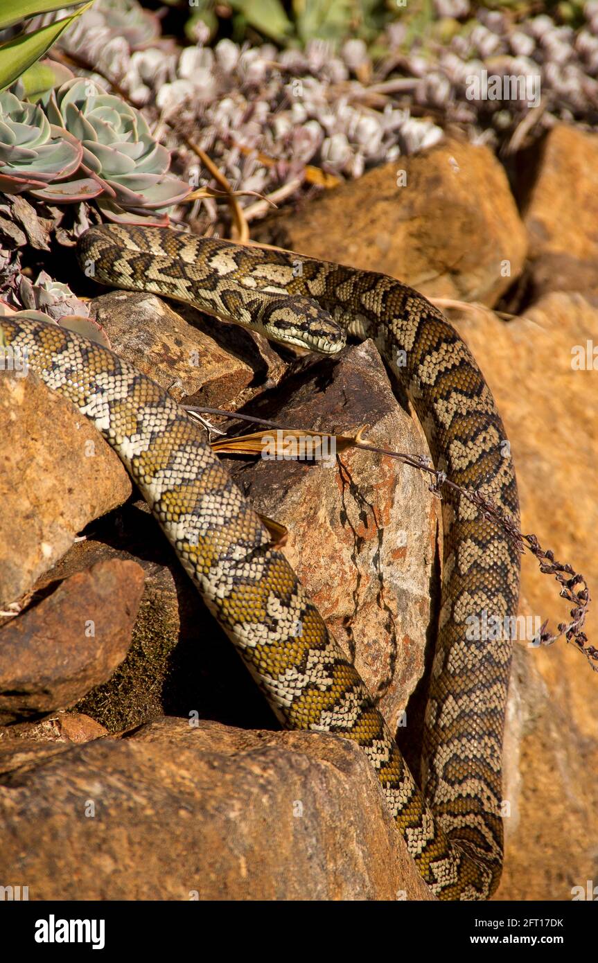 A large carpet python snake (Morelia spilota) sunbathing in warm winter sun on rocks in garden