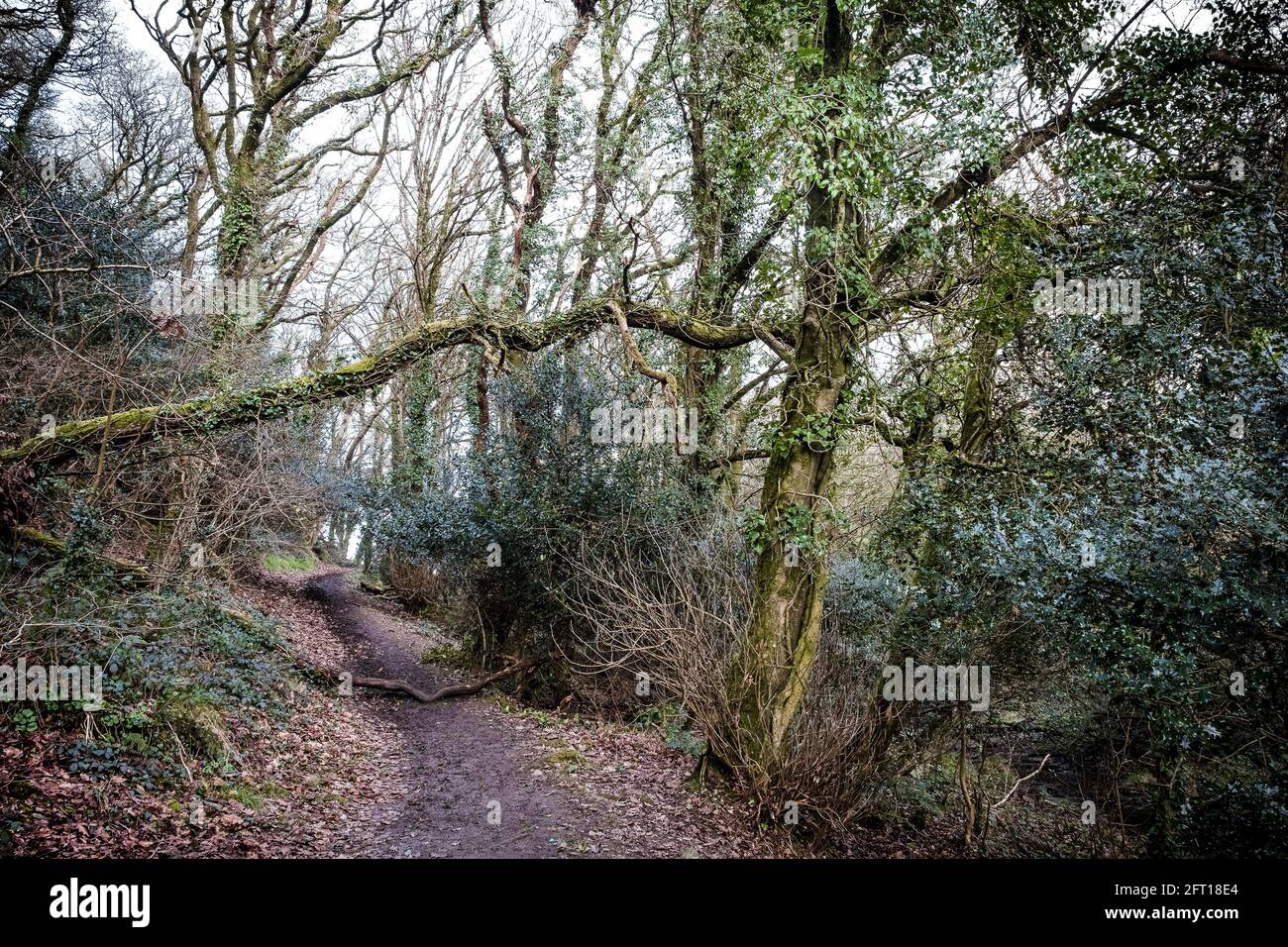 A muddy footpath under a fallen tree in the atmospheric Metha Woods in Lappa Valley near St Newlyn East in Cornwall. Stock Photo