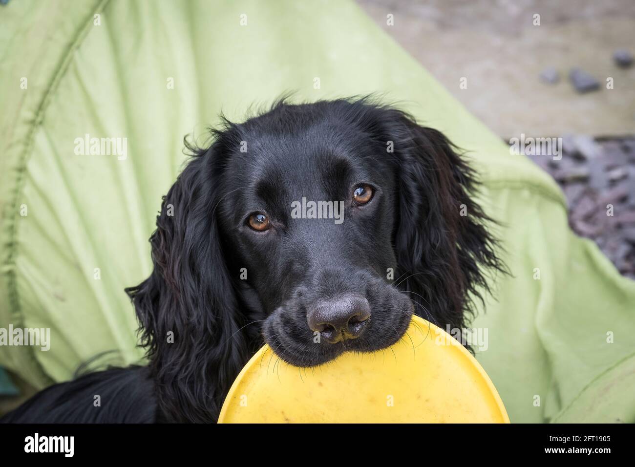 A cute young male Working Cocker Spaniel with a yellow toy in his mouth. Stock Photo