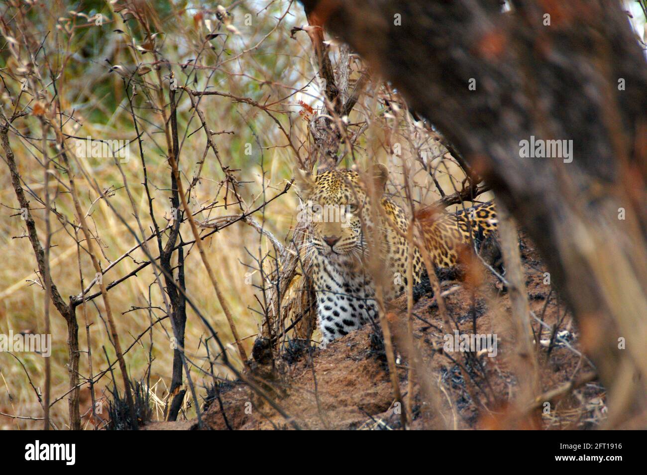 Leopard camouflaged in dry grasses Stock Photo