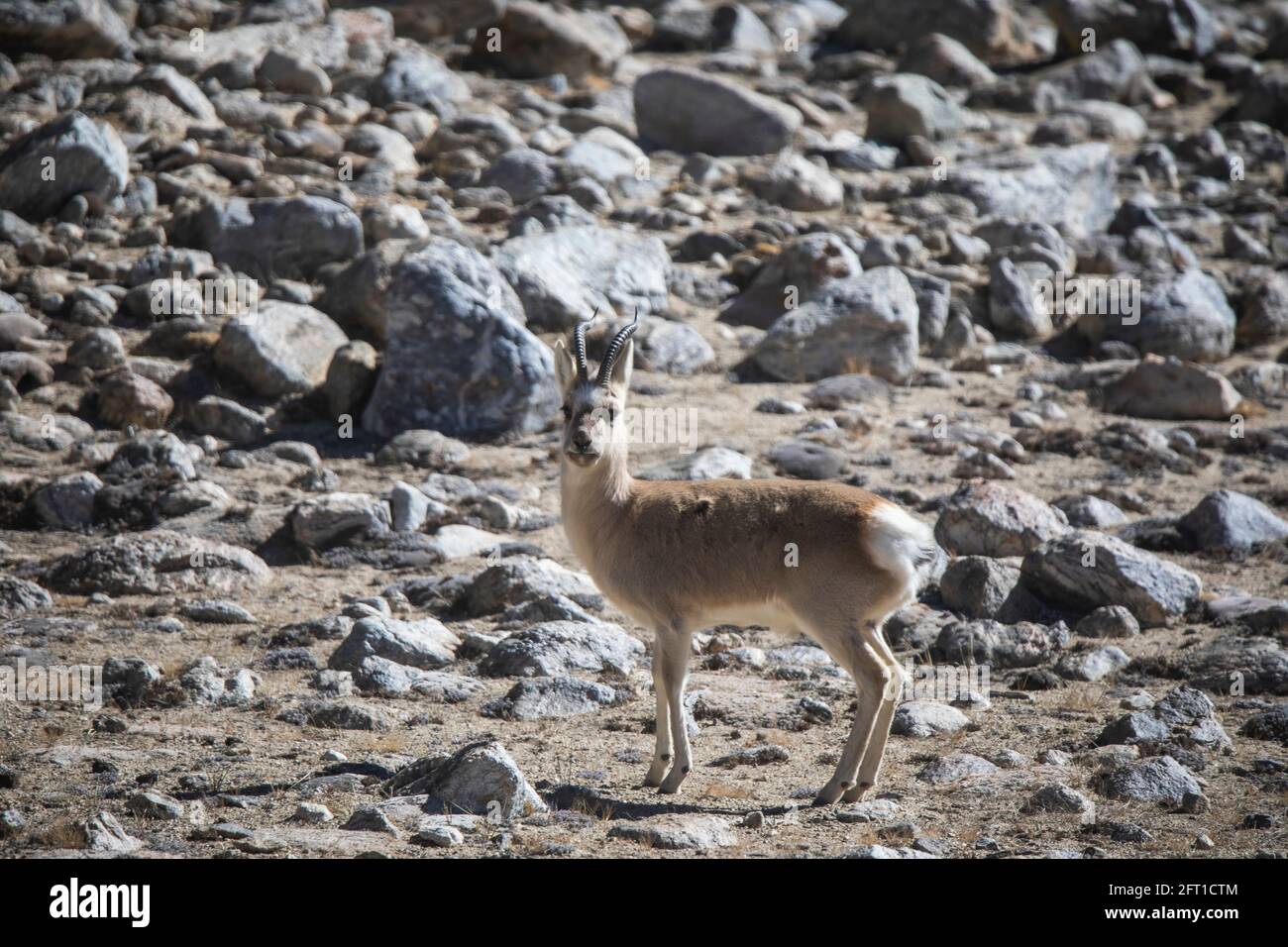 Tibetan Gazelle, Procapra picticaudata, Gurudonmar, Sikkim, India Stock Photo